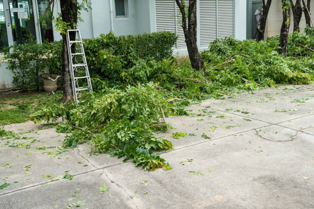 How Our Tree Care Process Works  in  Elwood, KS